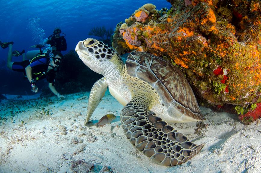 marine life in snorkeling